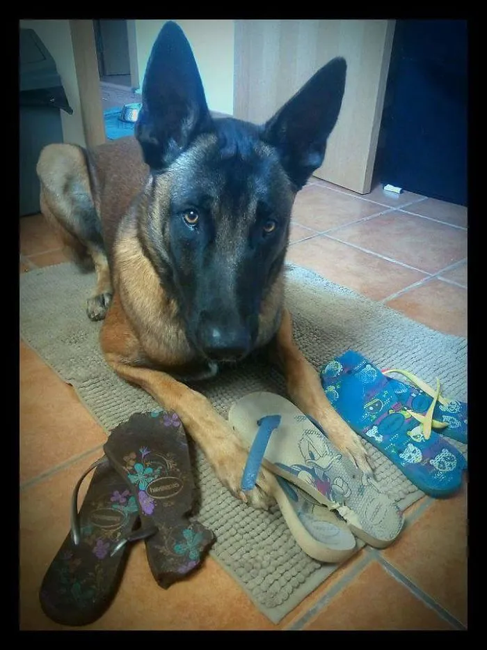 "the Cat Did It! I Have Nothing To Do With It"