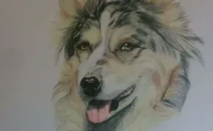 Self Taught Artists First Colour Dog Portrait.