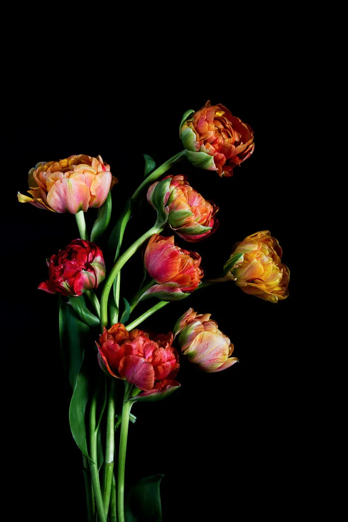 Vibrant French Tulips As They Slowly Wilt