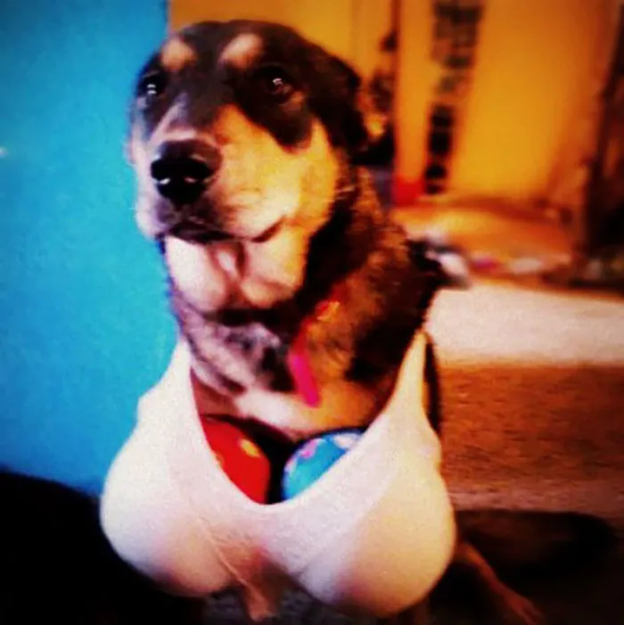 Creo que los niños no son lo bastante maduros para tener un perro