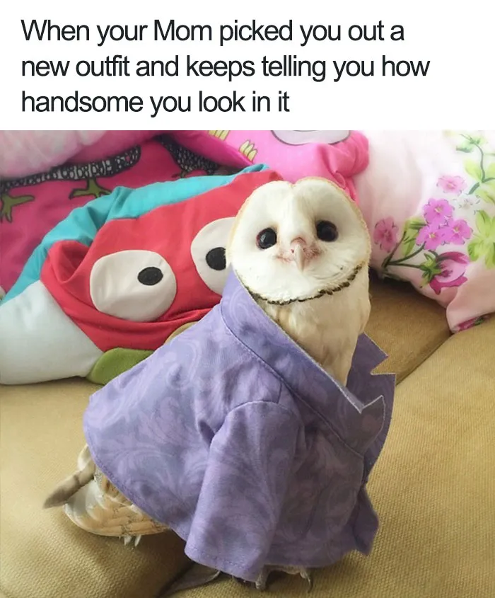 Cutest Owlfit