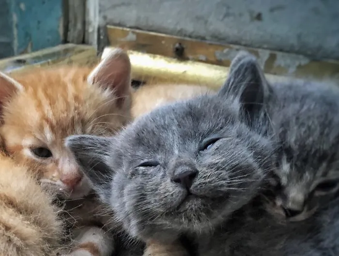 Cats Are Incredible - The Start Of A Catiffic Exploration