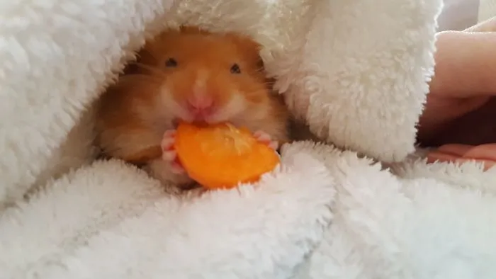 These Are Some Of The Cutest Animals That Exist ♥