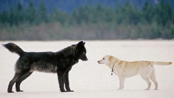 He Watched Helplessly As A Wild Wolf Approached His Dog. Then Something Incredible Happened.