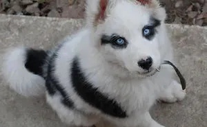 27 Of The Most Metal Animals Ever