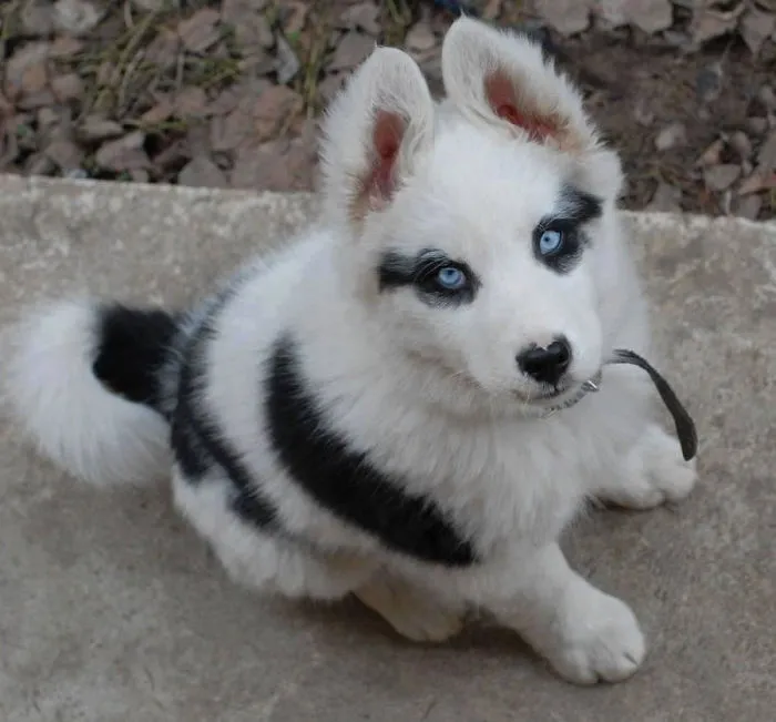 Blue-Eyed Bandit Vibes