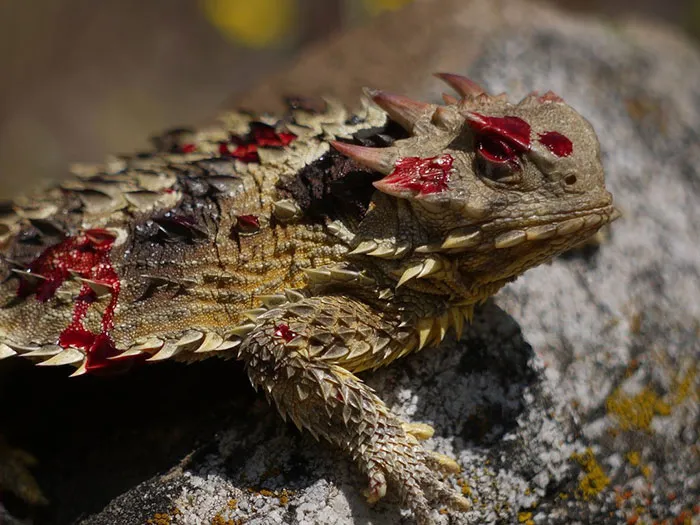 10+ De los animales más metaleros que existen