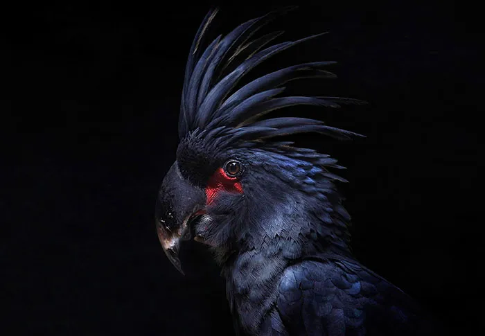 Midnight Feathered Rebel