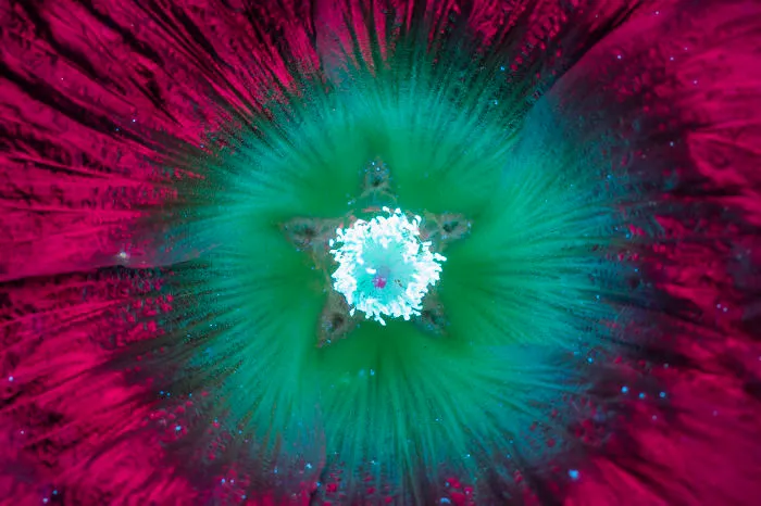 I Photographed The Invisible Light That Plants Emit