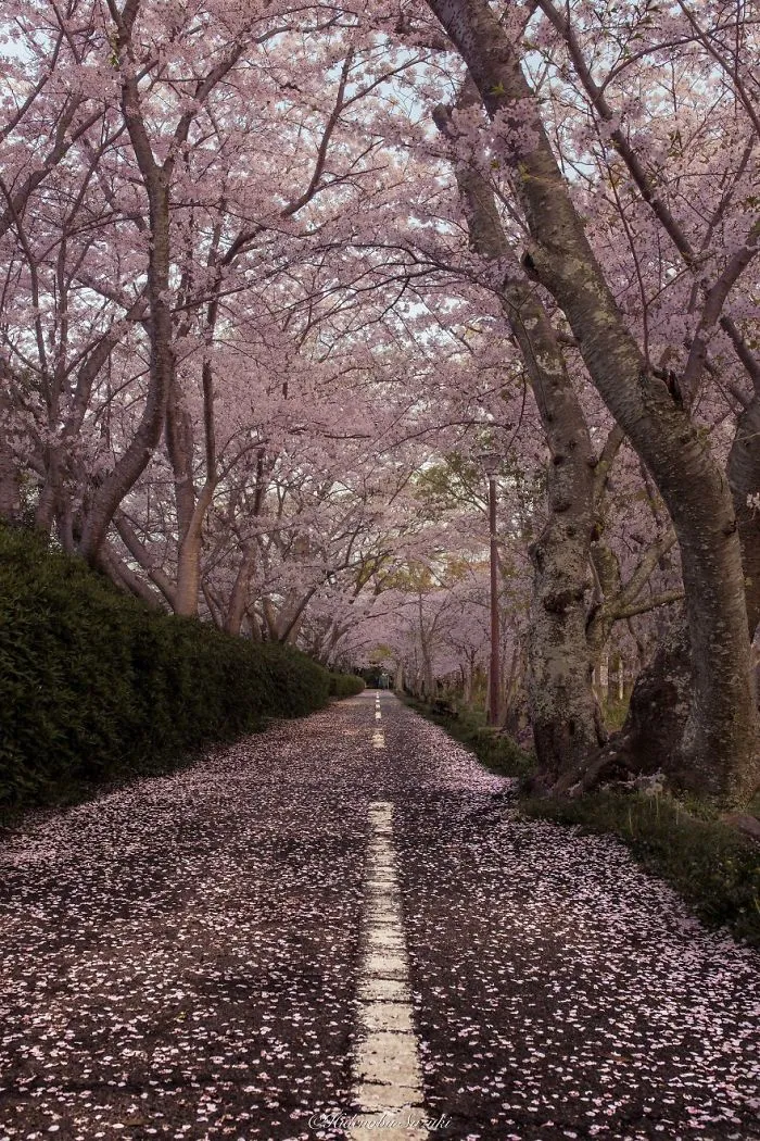 I Captured Sakura Bloom In Japan