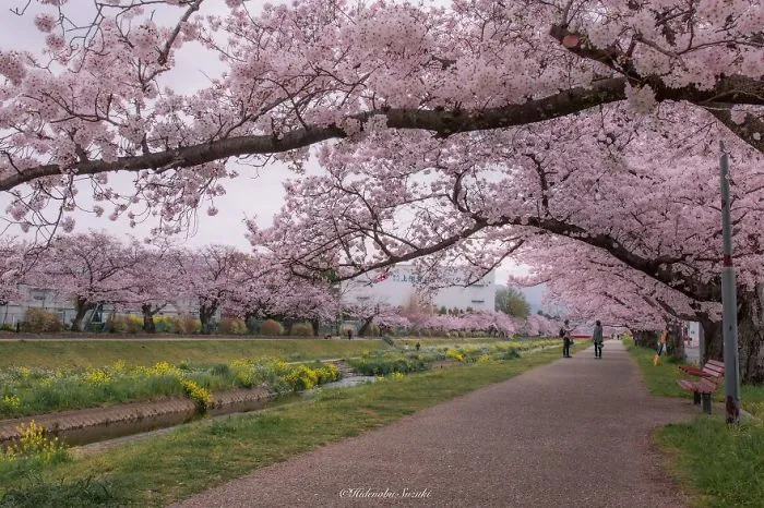 I Captured Sakura Bloom In Japan