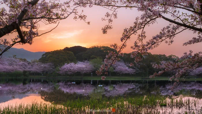 I Captured Sakura Bloom In Japan