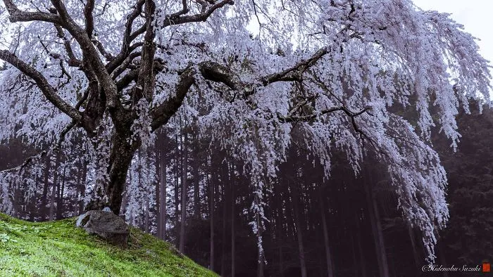I Captured Sakura Bloom In Japan