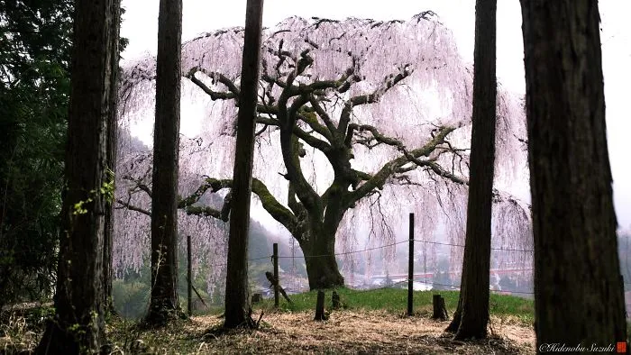 I Captured Sakura Bloom In Japan