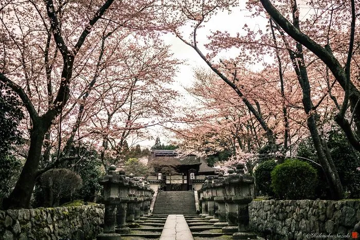 I Captured Sakura Bloom In Japan