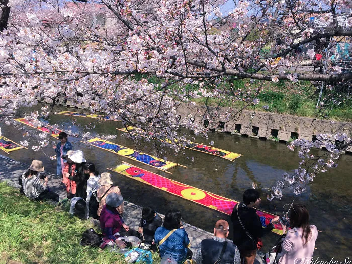 I Captured Sakura Bloom In Japan
