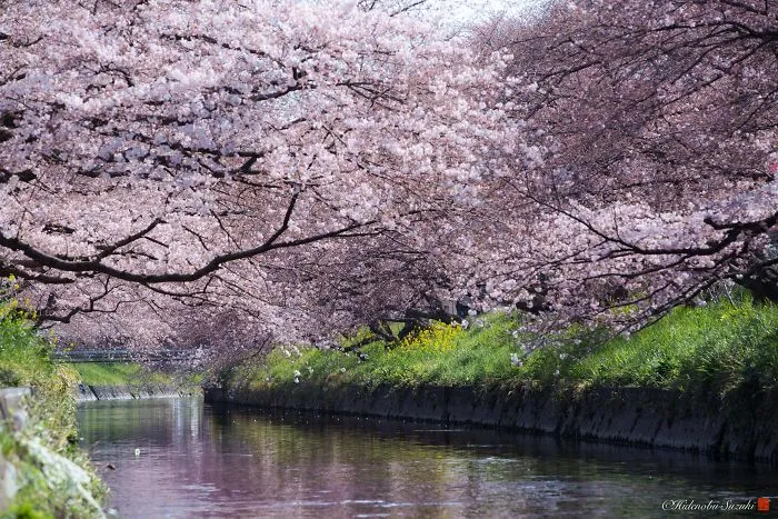 I Captured Sakura Bloom In Japan