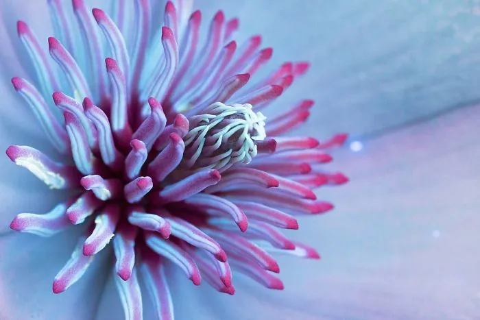 I Photographed The Invisible Light That Plants Emit