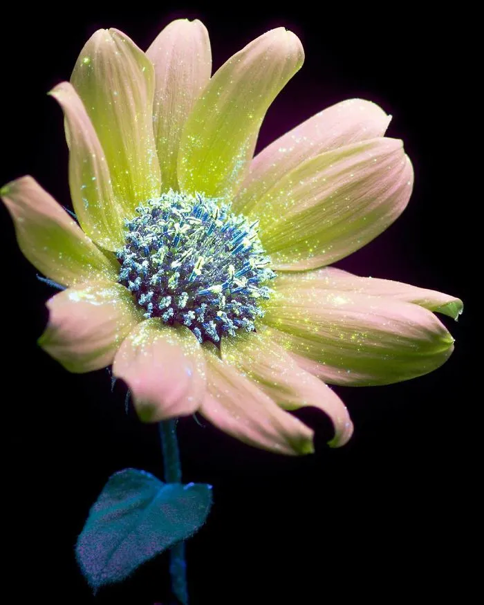I Photographed The Invisible Light That Plants Emit