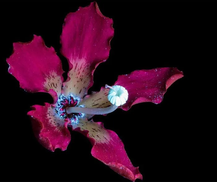 I Photographed The Invisible Light That Plants Emit