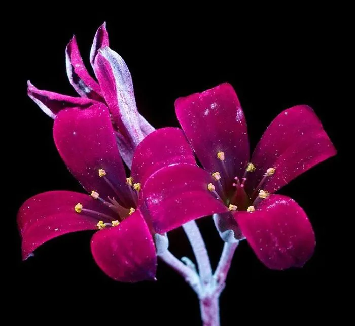 I Photographed The Invisible Light That Plants Emit