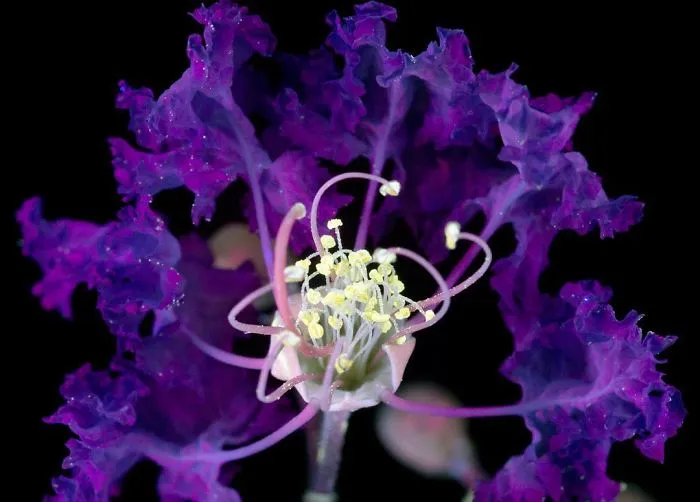 I Photographed The Invisible Light That Plants Emit