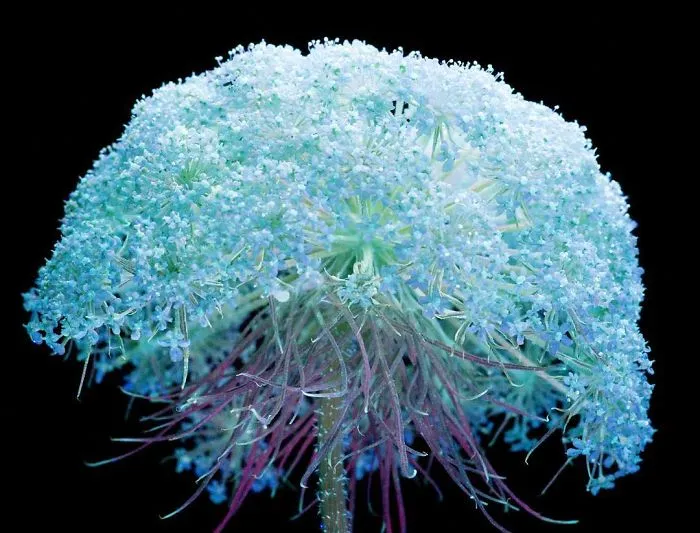 I Photographed The Invisible Light That Plants Emit