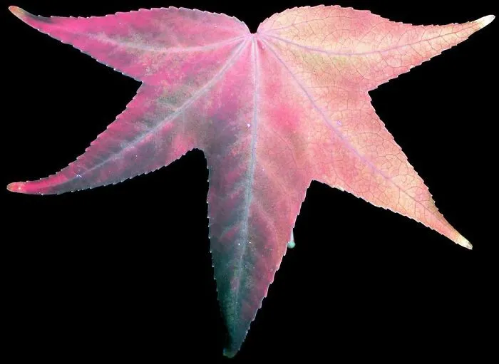 I Photographed The Invisible Light That Plants Emit