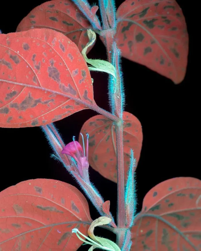 I Photographed The Invisible Light That Plants Emit