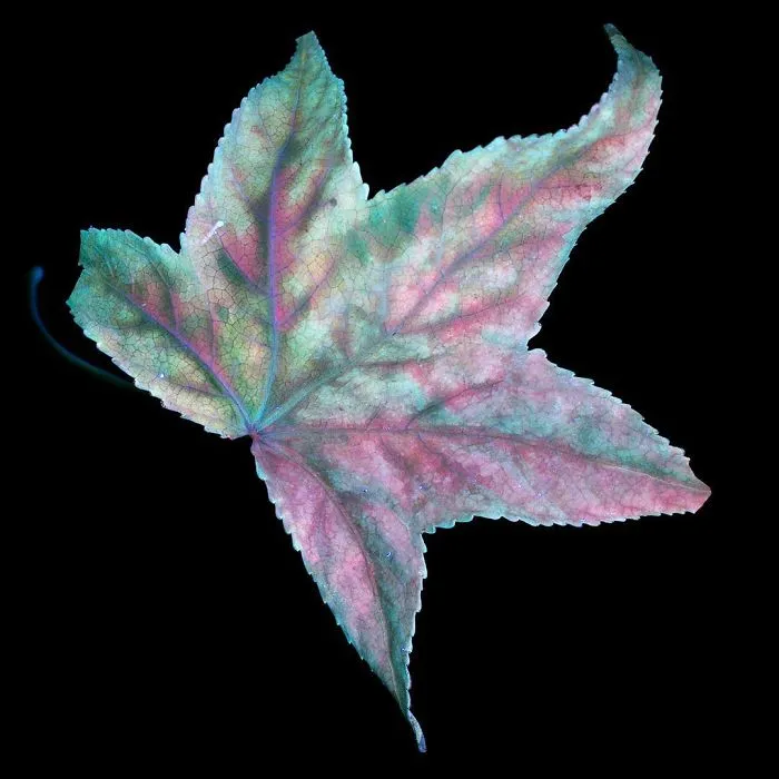 I Photographed The Invisible Light That Plants Emit