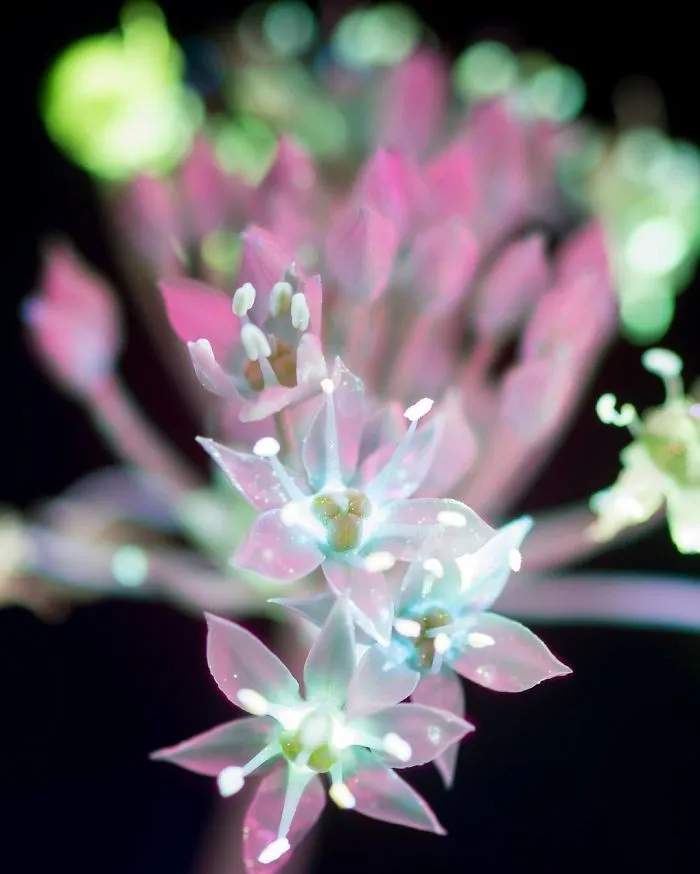 I Photographed The Invisible Light That Plants Emit