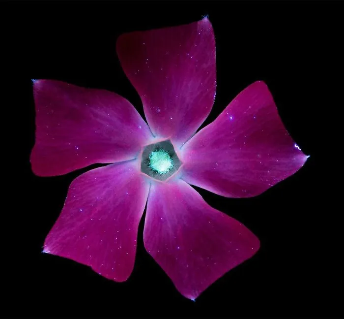 I Photographed The Invisible Light That Plants Emit