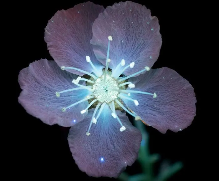 Fotografío la luz invisible que emiten las plantas