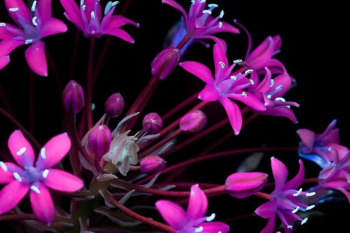 Fotografío la luz invisible que emiten las plantas