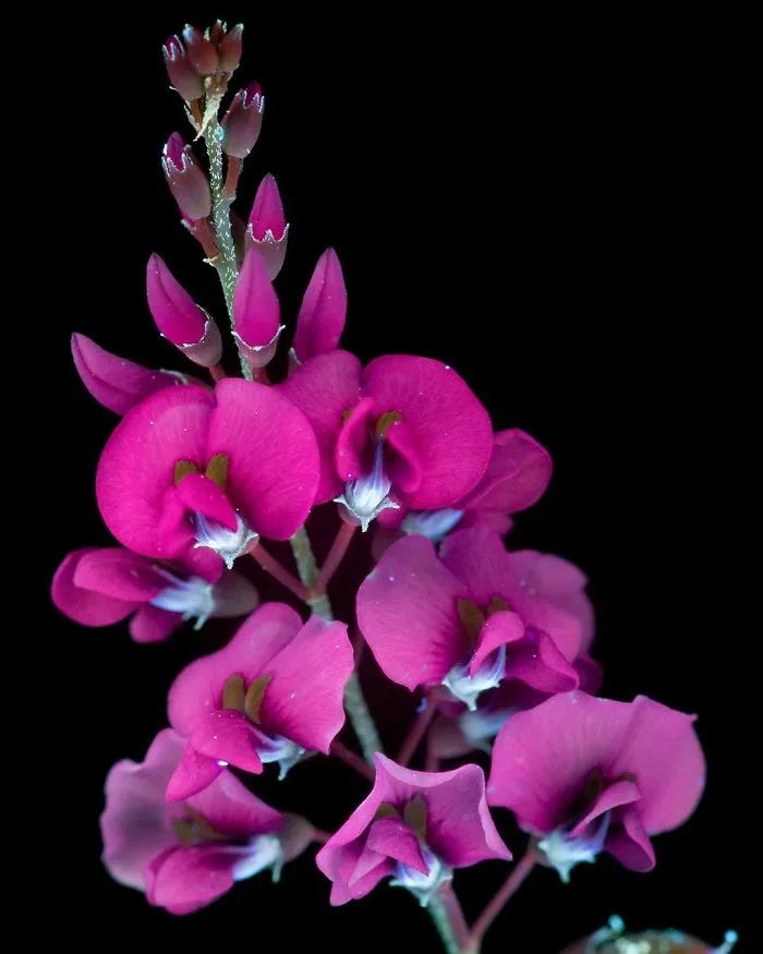 I Photographed The Invisible Light That Plants Emit