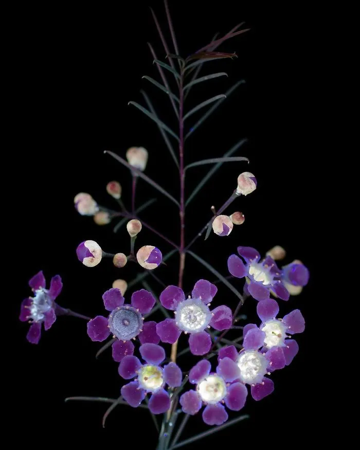 Fotografío la luz invisible que emiten las plantas