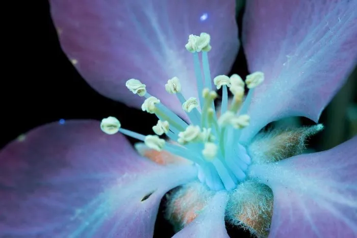 I Photographed The Invisible Light That Plants Emit