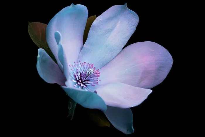 I Photographed The Invisible Light That Plants Emit