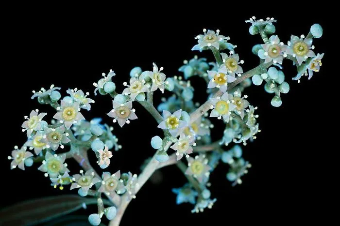 I Photographed The Invisible Light That Plants Emit