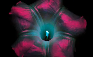 I Photographed The Invisible Light That Plants Emit