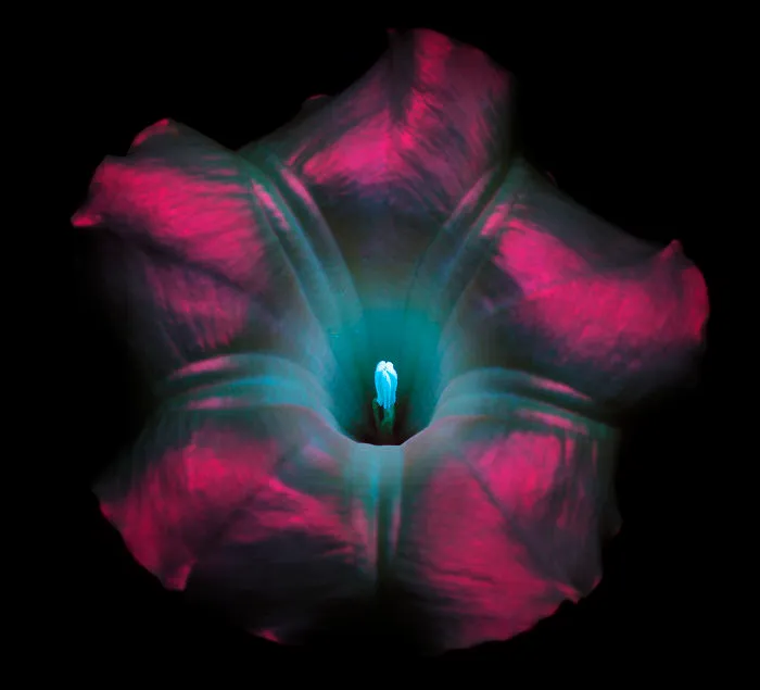 I Photographed The Invisible Light That Plants Emit