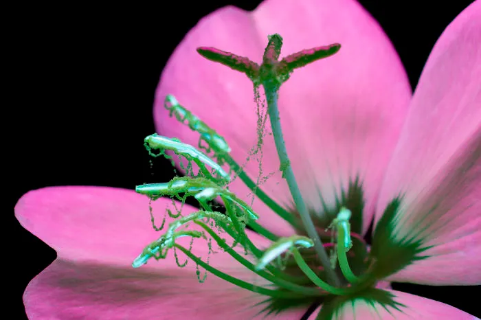 I Photographed The Invisible Light That Plants Emit