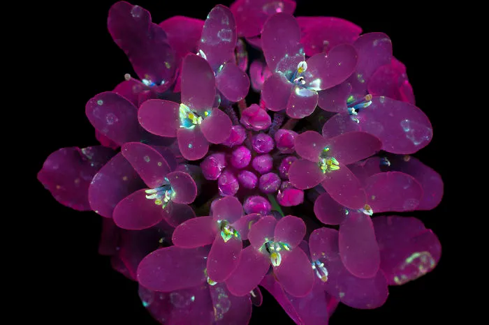 Fotografío la luz invisible que emiten las plantas