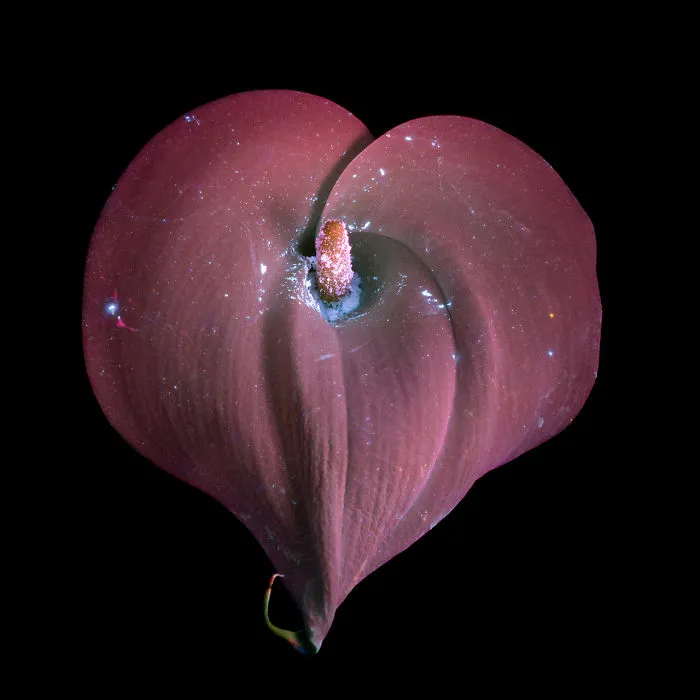 Fotografío la luz invisible que emiten las plantas
