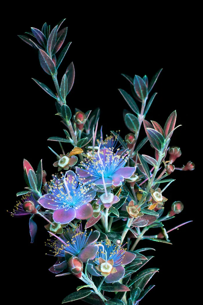 I Photographed The Invisible Light That Plants Emit