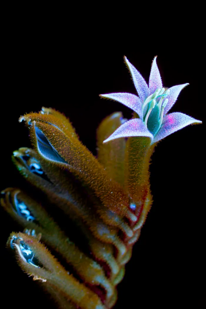 Fotografío la luz invisible que emiten las plantas