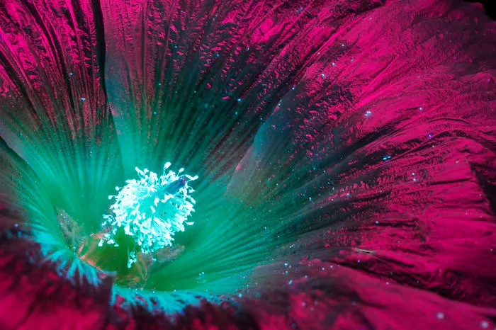 I Photographed The Invisible Light That Plants Emit