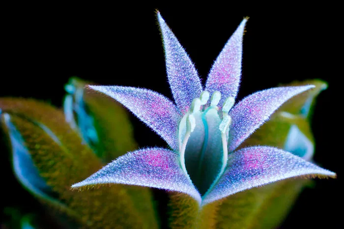 I Photographed The Invisible Light That Plants Emit
