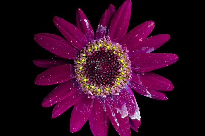 I Photographed The Invisible Light That Plants Emit
