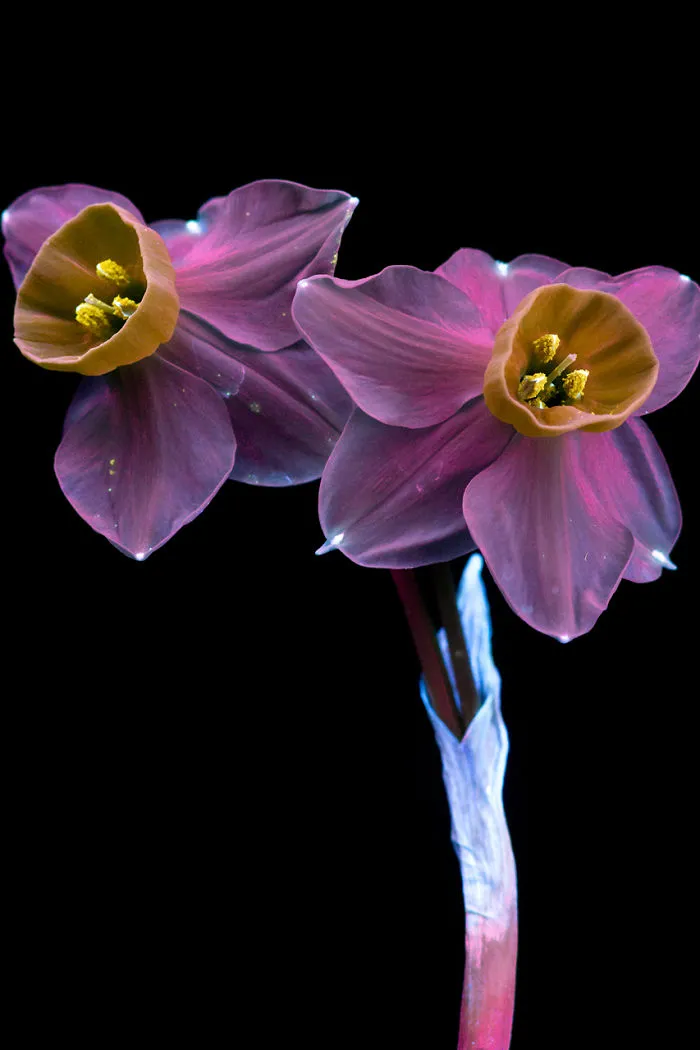 I Photographed The Invisible Light That Plants Emit
